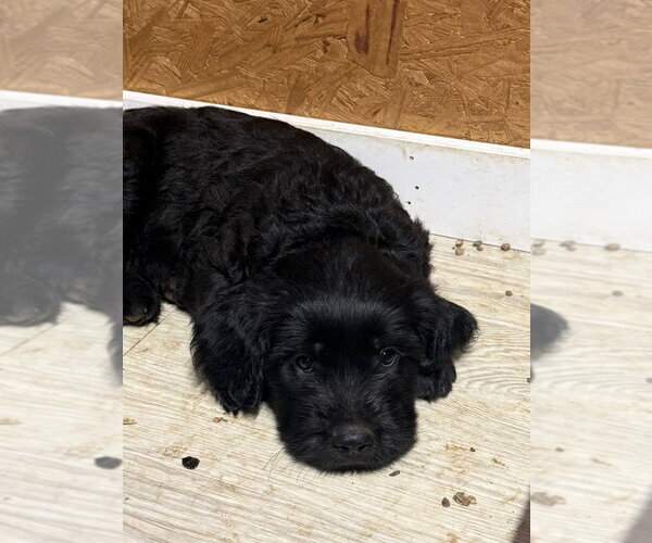 Medium Photo #3 Golden Retriever-Unknown Mix Puppy For Sale in Bolivar, MO, USA