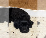 Small #2 Golden Retriever Mix