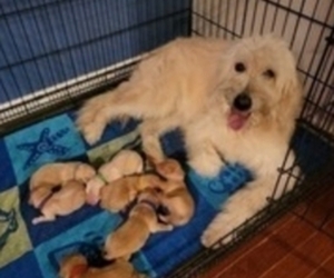 Goldendoodle Puppy for sale in TROY, MO, USA
