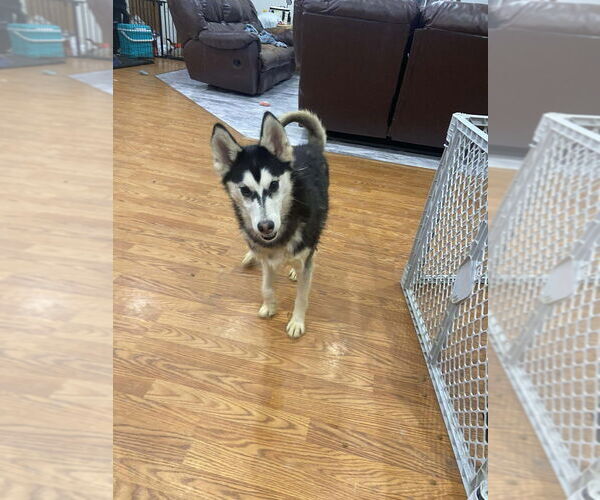 Medium Photo #3 Gerberian Shepsky Puppy For Sale in Aurora, IN, USA