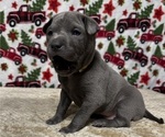 Small Photo #7 Thai Ridgeback Puppy For Sale in POTSDAM, NY, USA