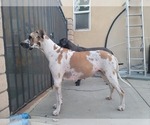 Small Photo #1 Great Dane Puppy For Sale in CORONA, CA, USA