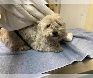 Maltese-Unknown Mix Dogs for adoption in Pasadena, CA, USA