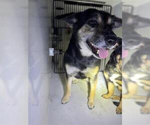 Chihuahua-Doberman Pinscher Mix Dogs for adoption in Houston, TX, USA