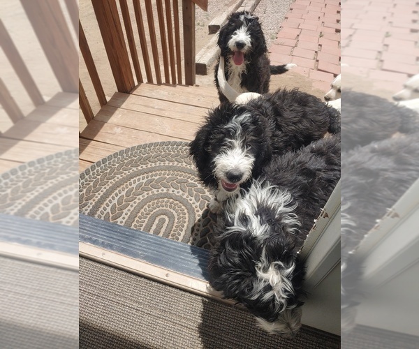 Medium Photo #17 Bernedoodle Puppy For Sale in CALHAN, CO, USA