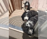 Small #16 Bernedoodle