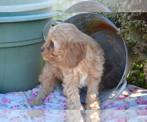 Medium Photo #23 Cavapoo Puppy For Sale in GREENWOOD, WI, USA
