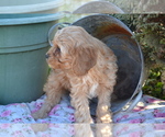 Small #1 Cavapoo