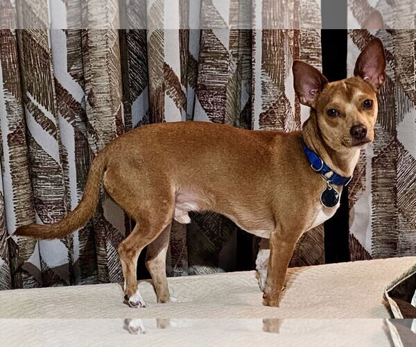 Medium Photo #2 Chihuahua Puppy For Sale in Royal Palm Beach, FL, USA