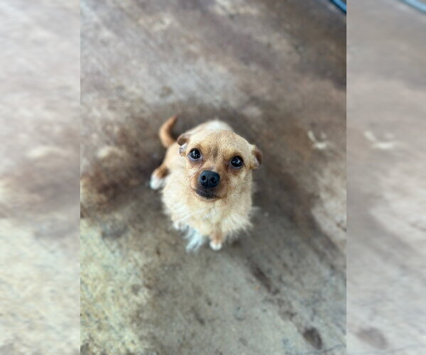 Medium Photo #1 Chihuahua Puppy For Sale in Oak Bluffs, MA, USA