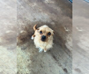 Chihuahua Dogs for adoption in Oak Bluffs, MA, USA