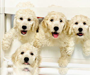 Goldendoodle Puppy for sale in HONOLULU, HI, USA