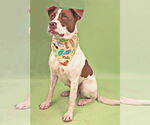 Small English Foxhound-Labrador Retriever Mix