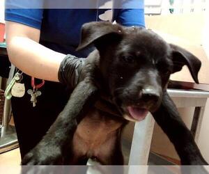 American Pit Bull Terrier Dogs for adoption in Martinez, CA, USA