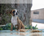 Small #4 Boxer