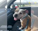 Small American Boston Bull Terrier