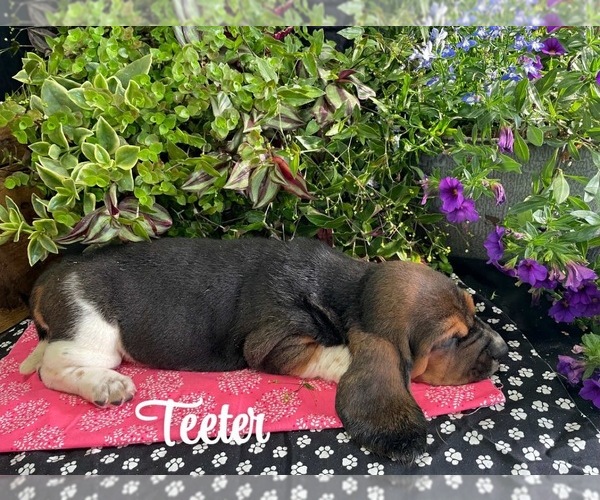 Medium Photo #1 Basset Hound Puppy For Sale in COLUMBIA CROSS ROADS, PA, USA
