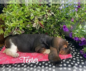 Medium Basset Hound