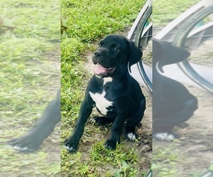 German Shorthaired Pointer-Valley Bulldog Mix Puppy for sale in FROSTPROOF, FL, USA