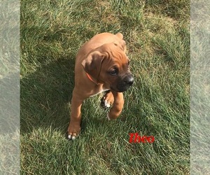 Boxer Puppy for Sale in APPLE CREEK, Ohio USA