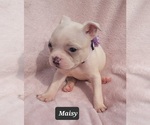 Small Photo #10 Boston Terrier Puppy For Sale in MINERAL WELLS, WV, USA