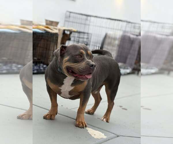 Medium Photo #5 American Bulldog Puppy For Sale in Visalia, CA, USA