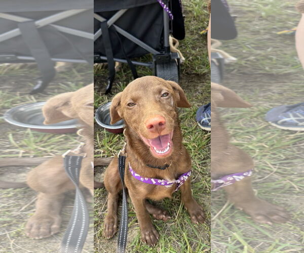 Medium Photo #3 Chocolate Labrador retriever-Unknown Mix Puppy For Sale in NYC, NY, USA