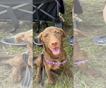 Small #2 Chocolate Labrador retriever Mix