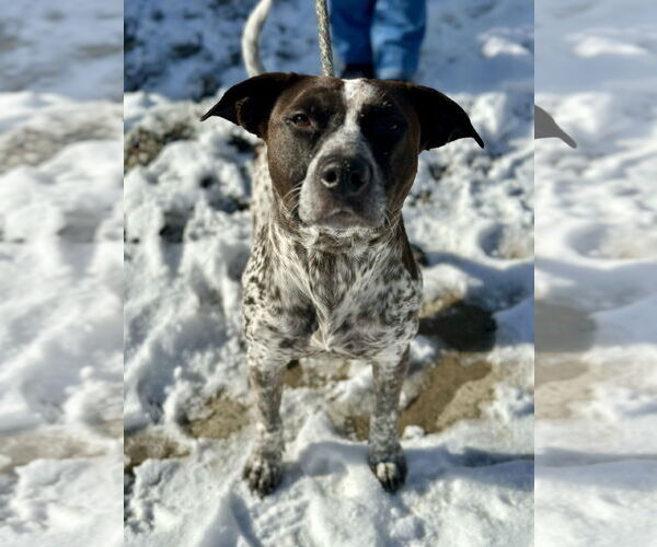 Medium Photo #2 Pointer-Unknown Mix Puppy For Sale in Jackson , NJ, USA