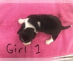 Small Photo #2 Basset Hound Puppy For Sale in LEAVENWORTH, KS, USA