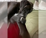 Small Photo #23 Great Dane Puppy For Sale in SAND SPRINGS, OK, USA