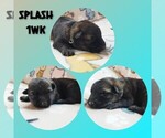 Puppy Splash German Shepherd Dog