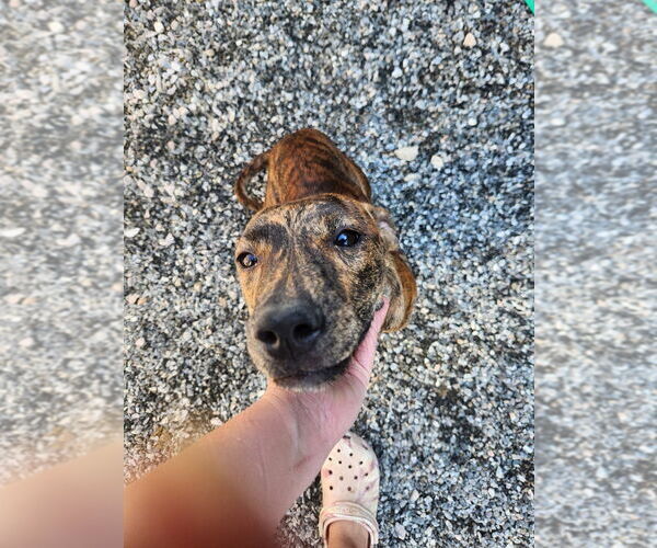 Medium Photo #1 Plott Hound-Unknown Mix Puppy For Sale in garner, NC, USA