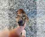Small Plott Hound Mix