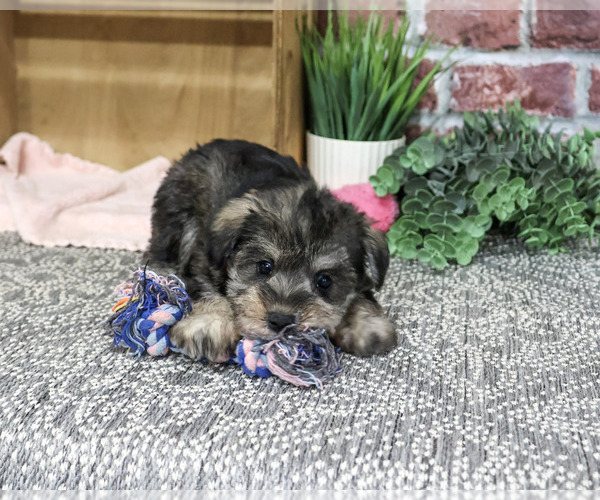 Medium Photo #2 Schnauzer (Miniature) Puppy For Sale in SYRACUSE, IN, USA