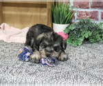 Small #1 Schnauzer (Miniature)