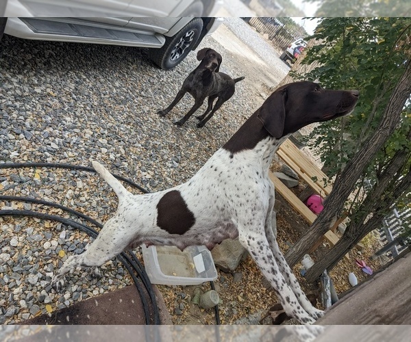 Medium Photo #1 German Shorthaired Pointer Puppy For Sale in LUCERNE VLY, CA, USA