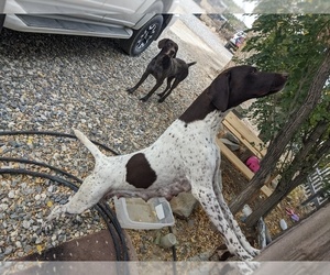 Mother of the German Shorthaired Pointer puppies born on 10/03/2022