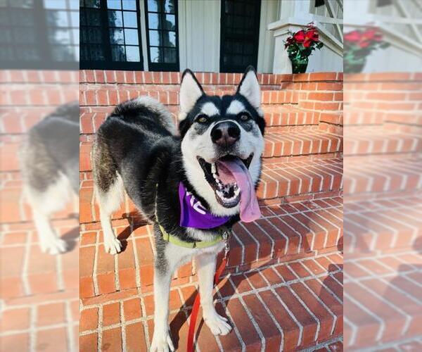 Medium Photo #2 Siberian Husky Puppy For Sale in Santa Barbara, CA, USA