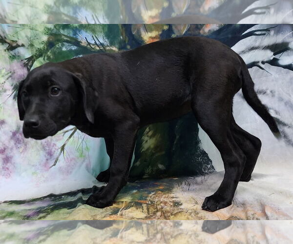 Medium Photo #4 Bulldog-Labrador Retriever Mix Puppy For Sale in Wetumpka, AL, USA