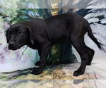 Small #3 Bulldog-Labrador Retriever Mix
