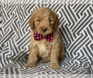 Double Doodle Puppy for sale in CEDAR LANE, PA, USA