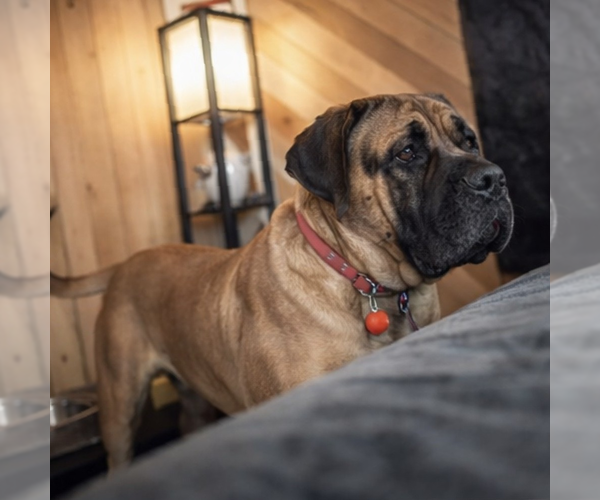 Medium Photo #1 Mastiff Puppy For Sale in CATO, NY, USA