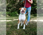 Small #1 American Pit Bull Terrier Mix