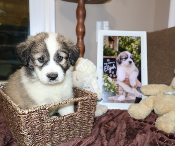 Medium Photo #1 Aussie Pyrenees Puppy For Sale in LEXINGTON, SC, USA