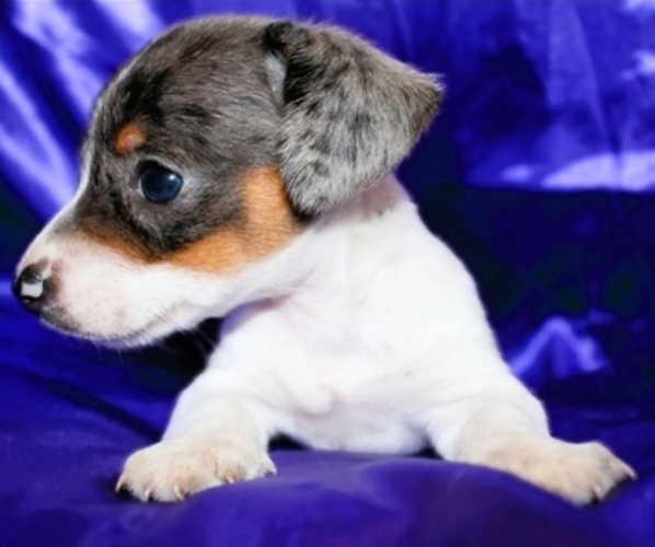Medium Photo #4 Dachshund Puppy For Sale in BLMGTN, IN, USA