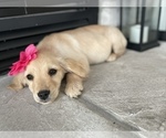Small Photo #7 Golden Retriever Puppy For Sale in BROOKLINE, MO, USA