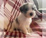 Small Photo #2 Schnauzer (Miniature) Puppy For Sale in JOHNSTOWN, NE, USA