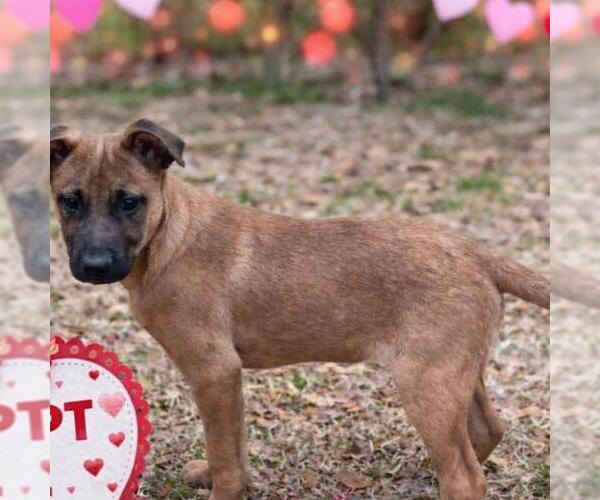 Medium Photo #4 Mutt Puppy For Sale in Yardley, PA, USA