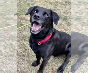 Labrador Retriever-Unknown Mix Dogs for adoption in Manahawkin, NJ, USA